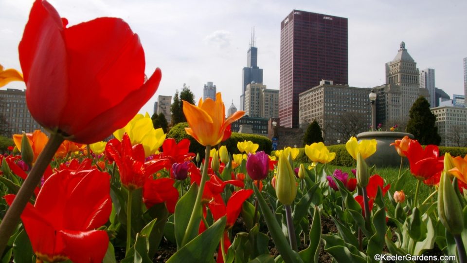 Viewing from the perspective of an ant on the ground we look through what appears to be a giant forest of tulips of a rainbow of colors. The tulips in the foreground seem to match the Chicago Skyline behind with the Sears Tower prominently anchoring the buildings.