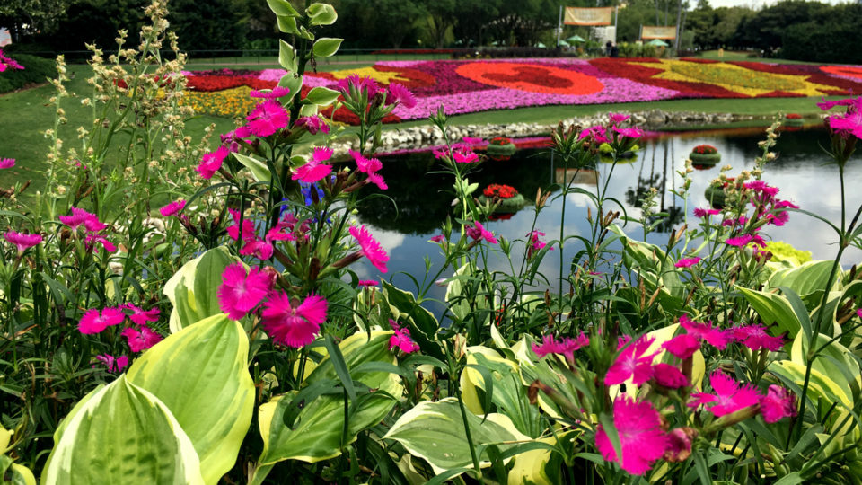 In the background, the Festival Blooms display at Epcot is spread across a strip of grass above a lagoon. The display is pink, magenta, red, orange and yellow, and is made in the shapes of stars, suns, and the Mickey Mouse logo. In the foreground, green hosta leaves edged with contrasting white are mixed in with dianthus, little hot pink flowers with fringed petals clustered at the ends of long, thin stalks.